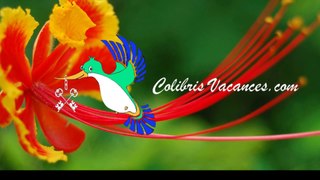Colibris Vacances-centre-ville-bandol-560