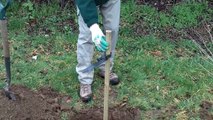 How to Plant a Tree : Planting Bare Root Trees