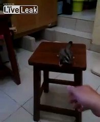 my name sg is Sam he is so cute