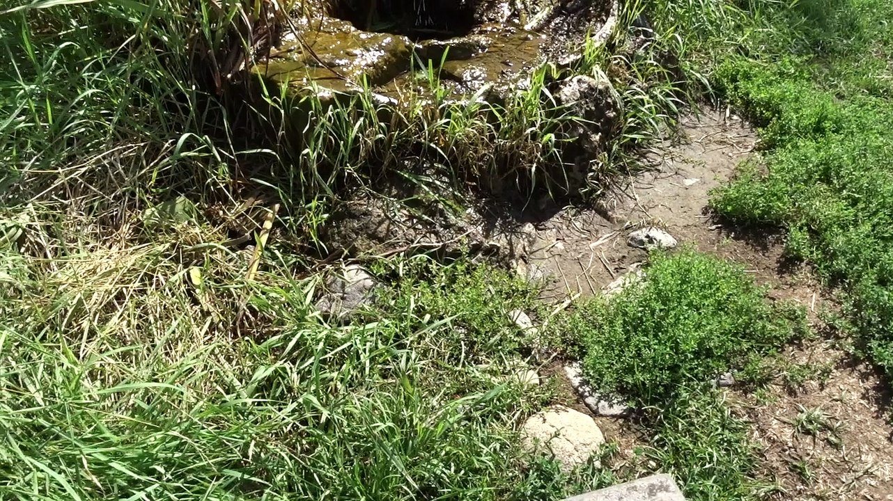 Source de l'île (Ste Marguerite)