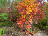 été indien feuilles rouges