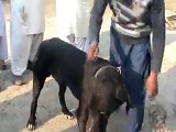 ARY NEWS HAVELI LAKHA DOG FIGHT BASIRPUR ROAD - Video Dailymotion