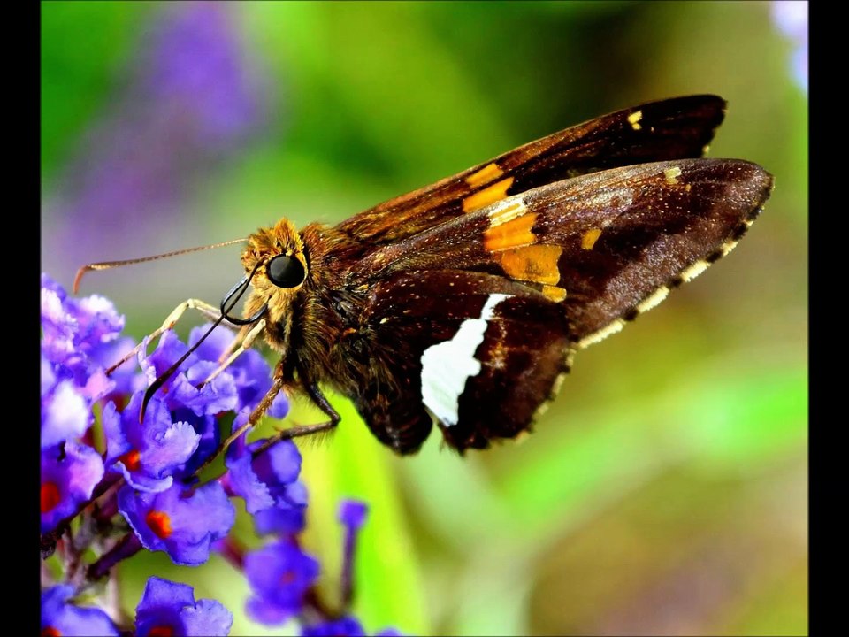 Schädlingsbekämpfung Bremen
