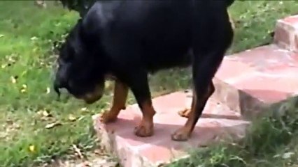 Rottweiler Parto