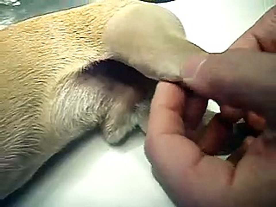 Lussazione rotulea