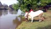 Massive Zebu jumps into river and swims like a speed boat!