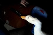 Anatra che suona la chitarra  Peking duck plays guitar