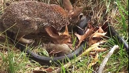 Animal wonderful wrestling