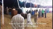 Cow Unloading - Karachi Cow Mandi