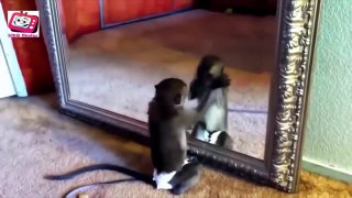Funny Animals-Best Funny Videos-Try Not To Laugh-Funny Cats-Best Funny Videos 2015