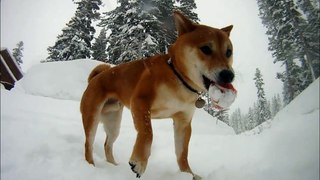 Shiba Inu off leash in snow.wmv