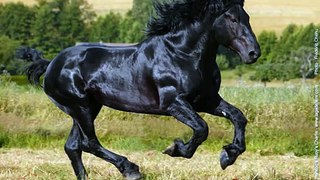 Le Frison, un cheval de conquete