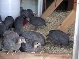 Episode 6 ... 1-month old Pearl Grey Guinea Fowl Keets enjoying a hot summer day's activities.