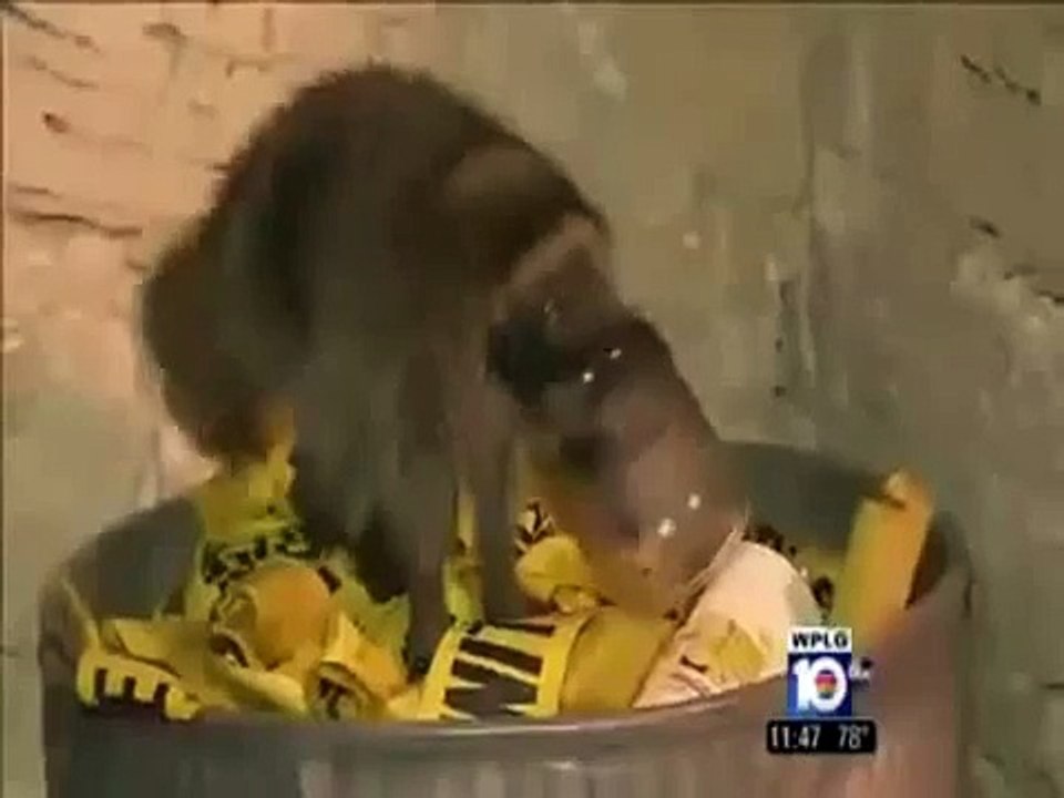 RAW Peckish baby raccoon gets head stuck in jar and has to be rescued by firefighters