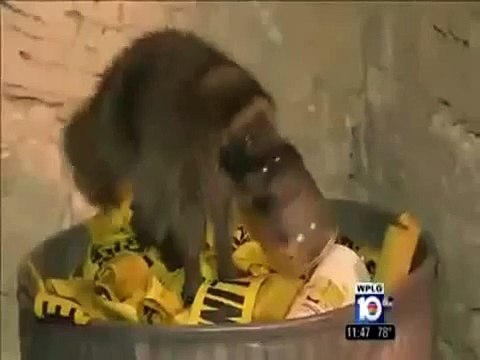 RAW Peckish baby raccoon gets head stuck in jar and has to be rescued by firefighters