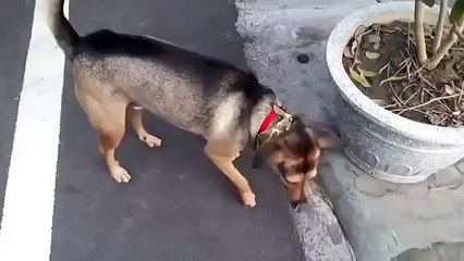 RAW VIDEO Dog Gets on Scooter like a Boss