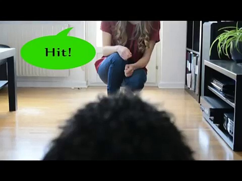 Hur du tränar inkallning med hunden