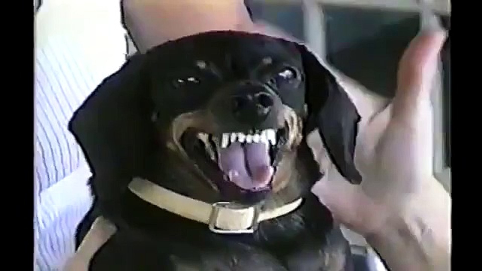 Funny animals Funny Animal Faces   Compilation