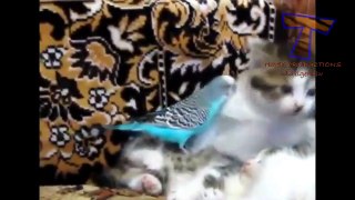 Cute animals waking each other up Funny animal compilation