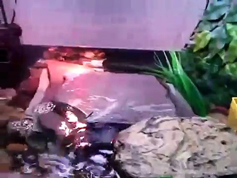 Sarı Karınlı Su Kaplumbağası (Yellow-bellied Slider)