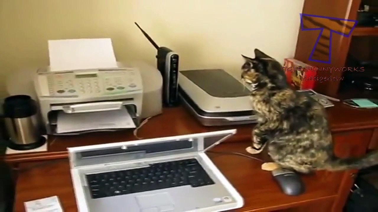 Funny cats scared of random things   Funny cats compilation