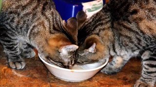Kopie van Cats and dogs fight over food bowls & dishes Funny animal compilation