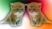 CATS funny cartoon ANIMATION Cute Kittens playing guitar! Groovy!