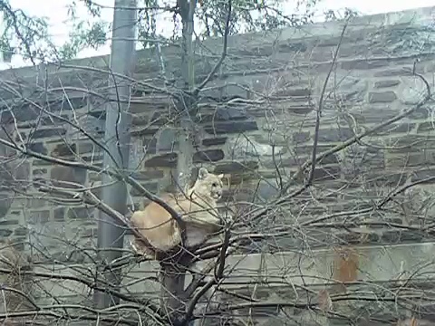 Philadelphia Zoo Cougar in Tree