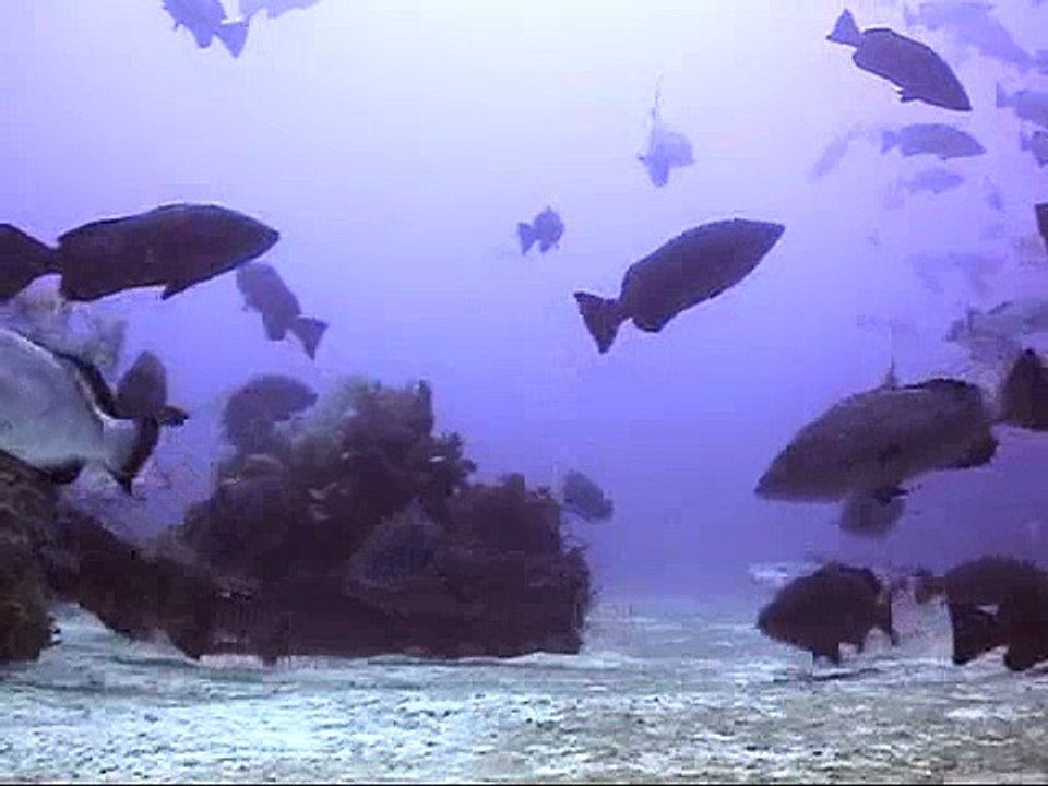 Black Grouper Spawning Aggregation