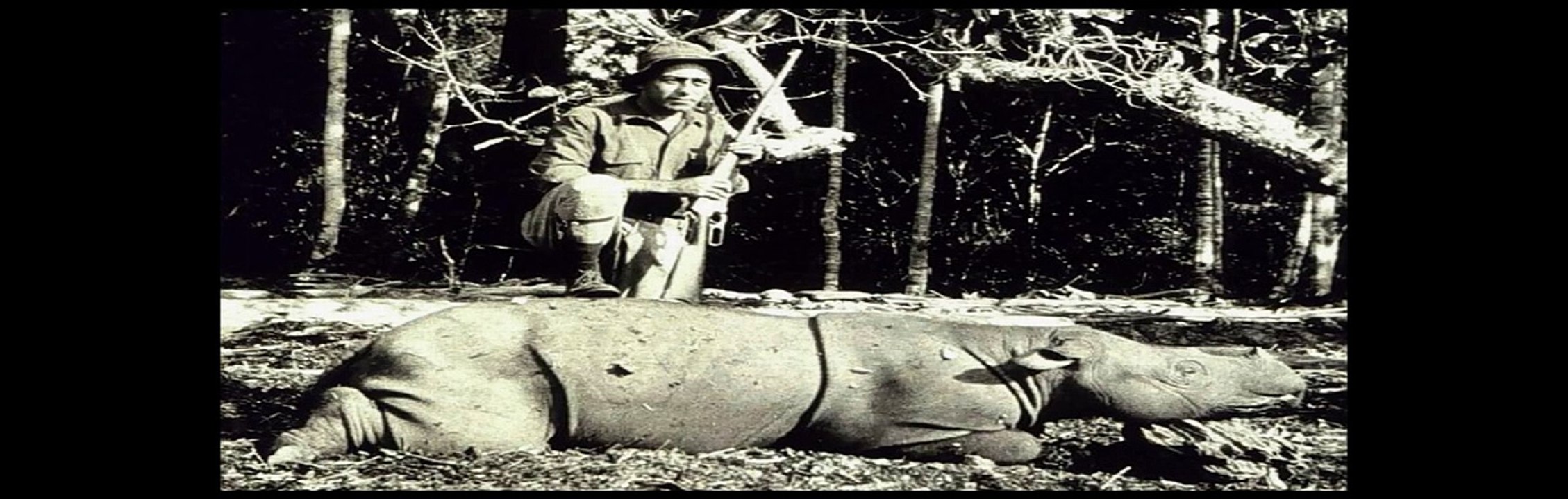 old tiger hunting in india [hd 1080p]