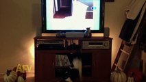Funny animals Jumping Dog Loves TV