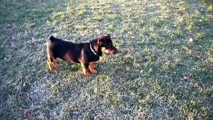 Funny animals Little Dog Can't Catch His Shadow