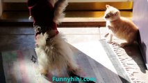 Funny Cat Videos Funny Cat and Dog Battle Between Cats and Dogs