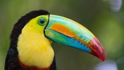 Top 10 Most Colourful and Tropical Bird Species