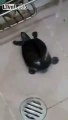 Lovely Turtle enjoying a bath