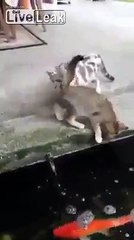 Flying Fish Attacks Two Cats.