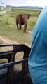 Angry Elephant scares the shit out of tourists