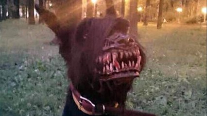 This Dog Will Haunt Your Dreams