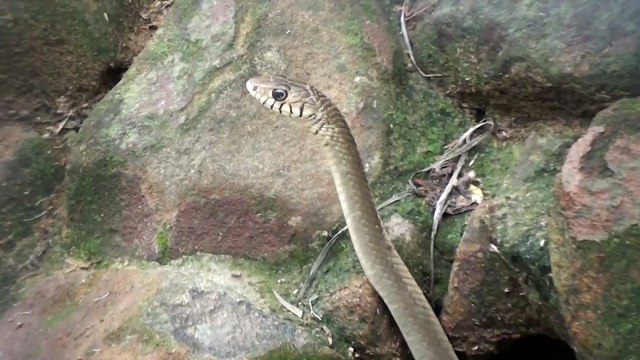 3 Mts BLACK & GREY RAT SNAKES CLIMBING TREES & HIDDEN IN HOLES