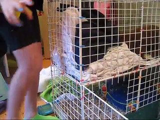 Cleanin Da Piggie Cage w/ Musico!