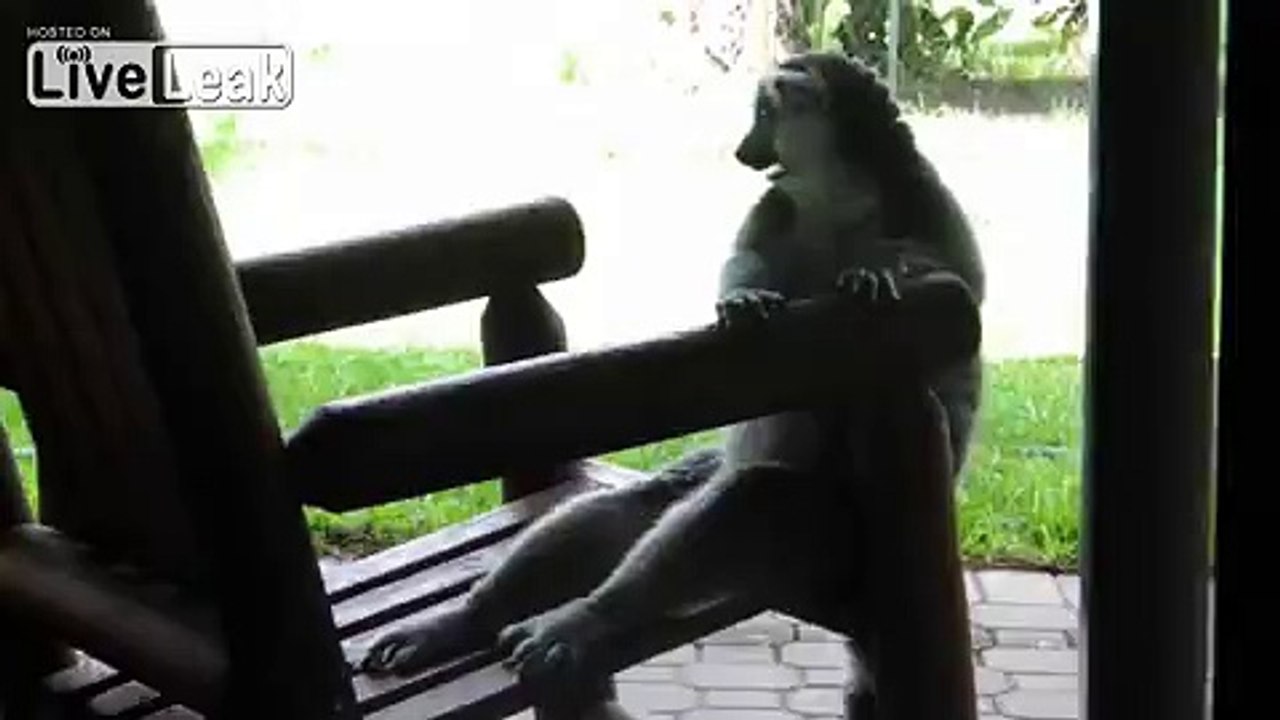 Jealous Lemur Brings Down 'Hammer'