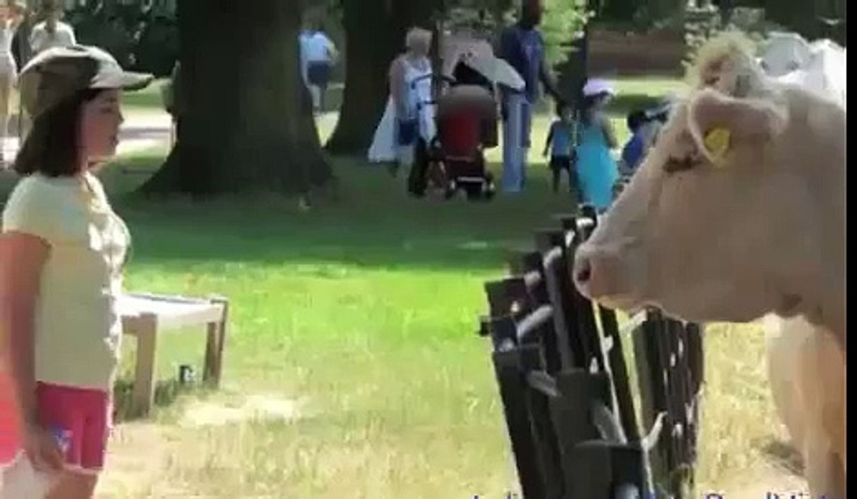 When Animal Attack , Animal Attack Human Funny Compilation  HD VIDEOS