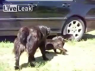 Dogs break up cat fight