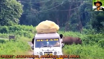 Animals Attack Humans Crazy Animal Attack Human Compilation
