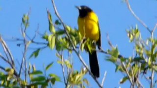 Audubon Oriole