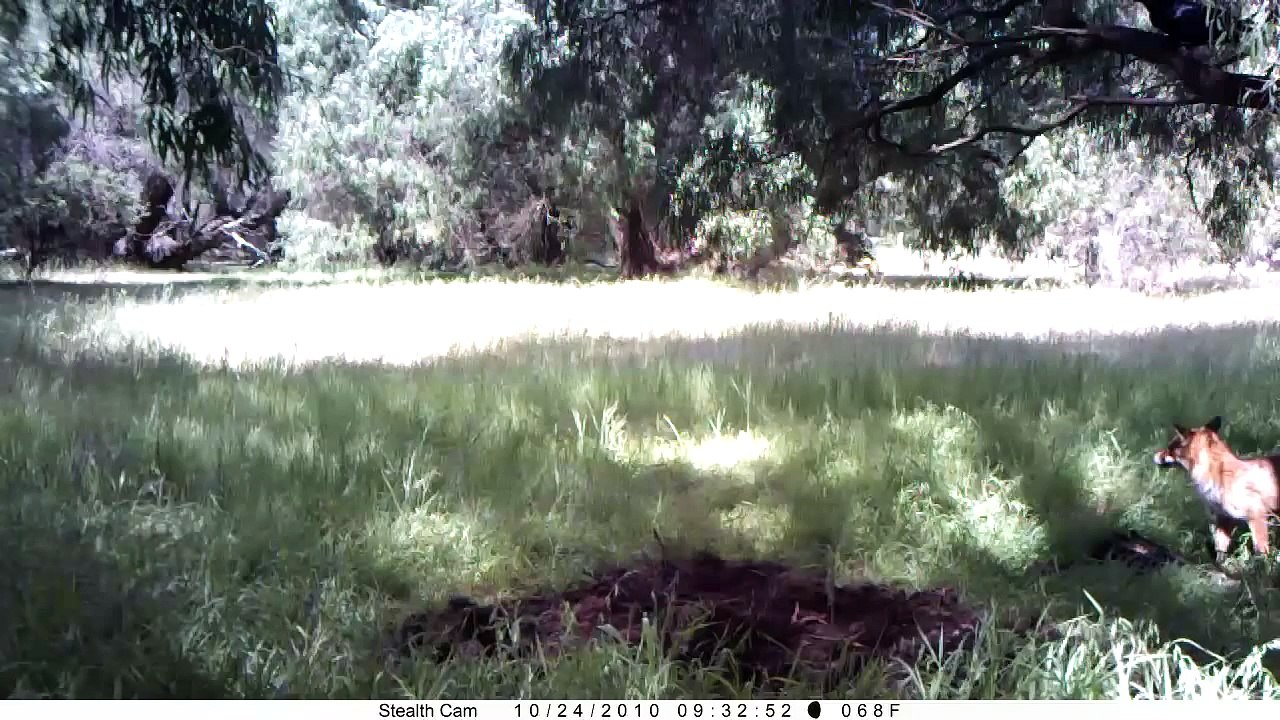 trail camera  red fox   stealthcam   hd