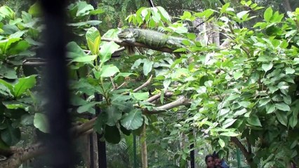 6 FEET GREEN IGUANA FOUND AT A NATIONAL FOREST IN USA