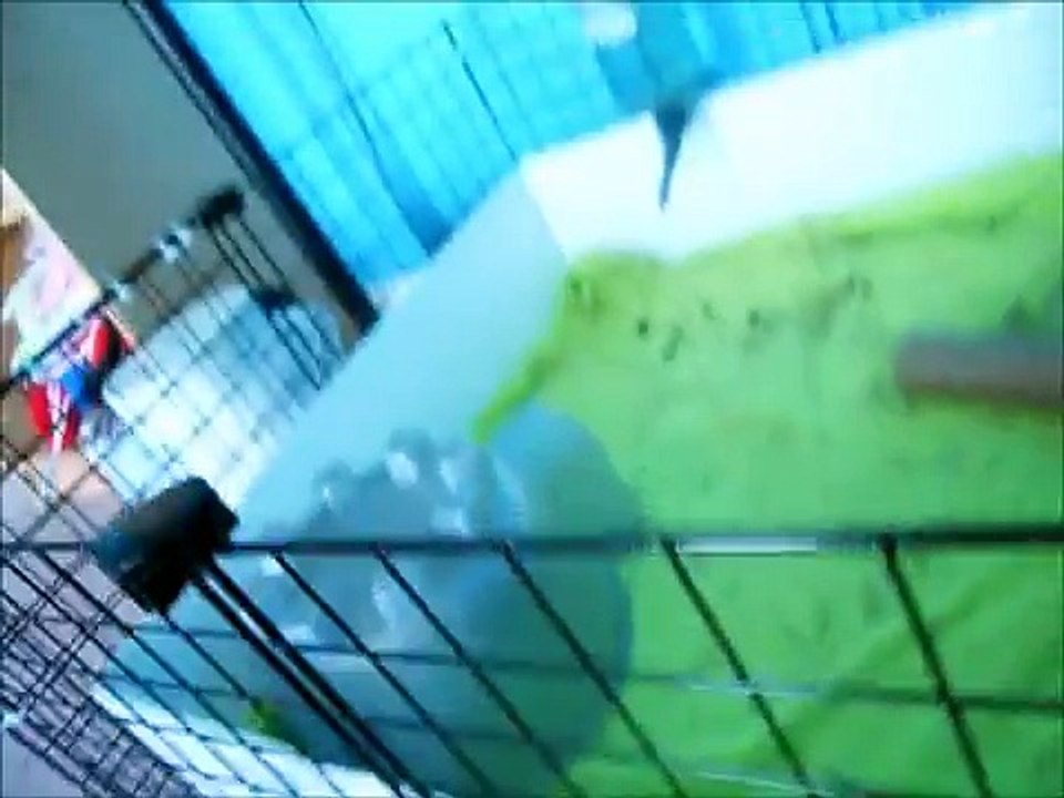 Guinea Pigs Daily Diet! *REQUESTED*