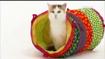 Turkish Van Cat - Animal Planet, Cats 101