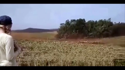 Grupo criminoso MST invade fazenda da ESALQ em Londrina.